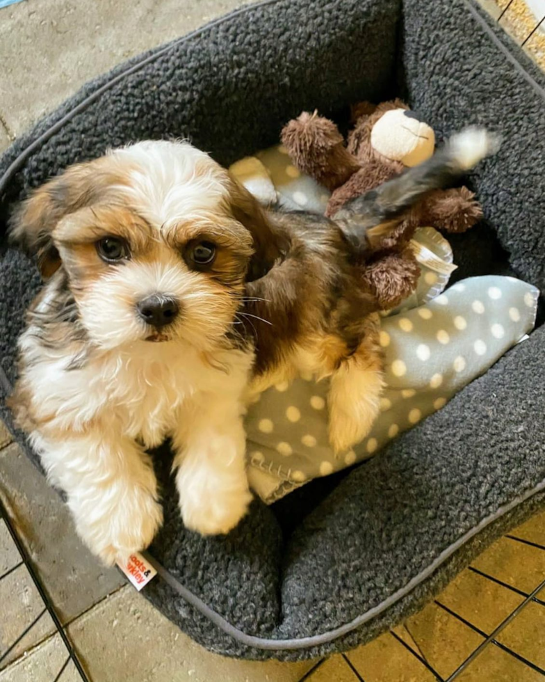 Lake Forest Shih Tzu Pup