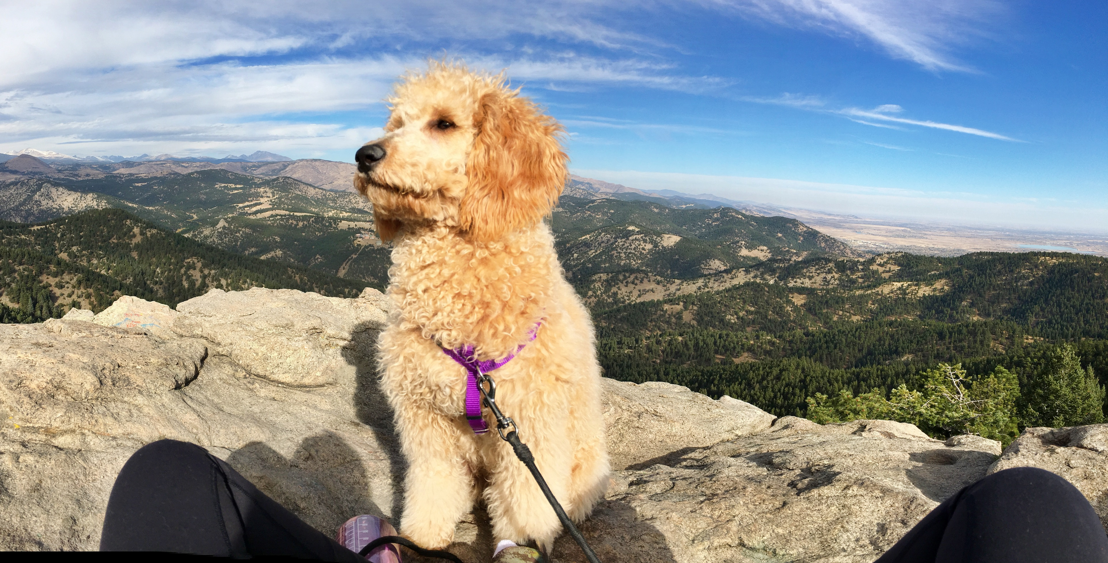 Happy Mini Goldendoodle Baby