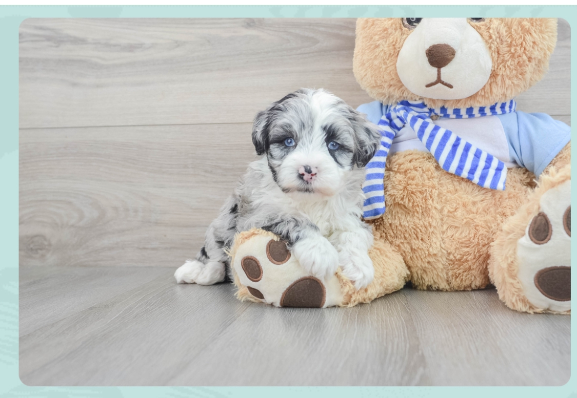 Friendly Mini Sheepadoodle Baby