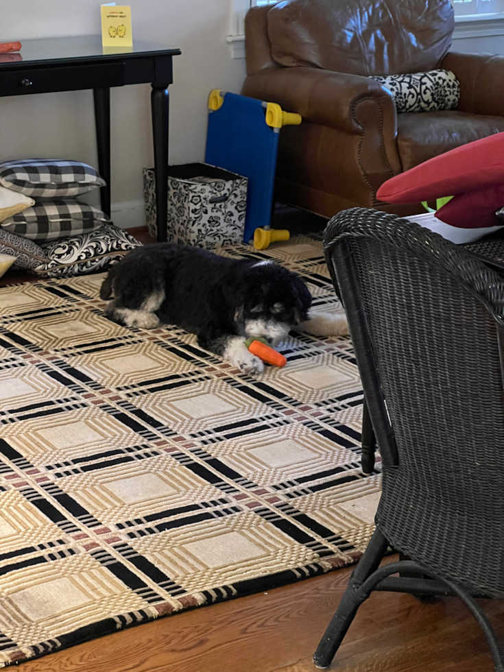 Friendly Mini Bernedoodle Pup in