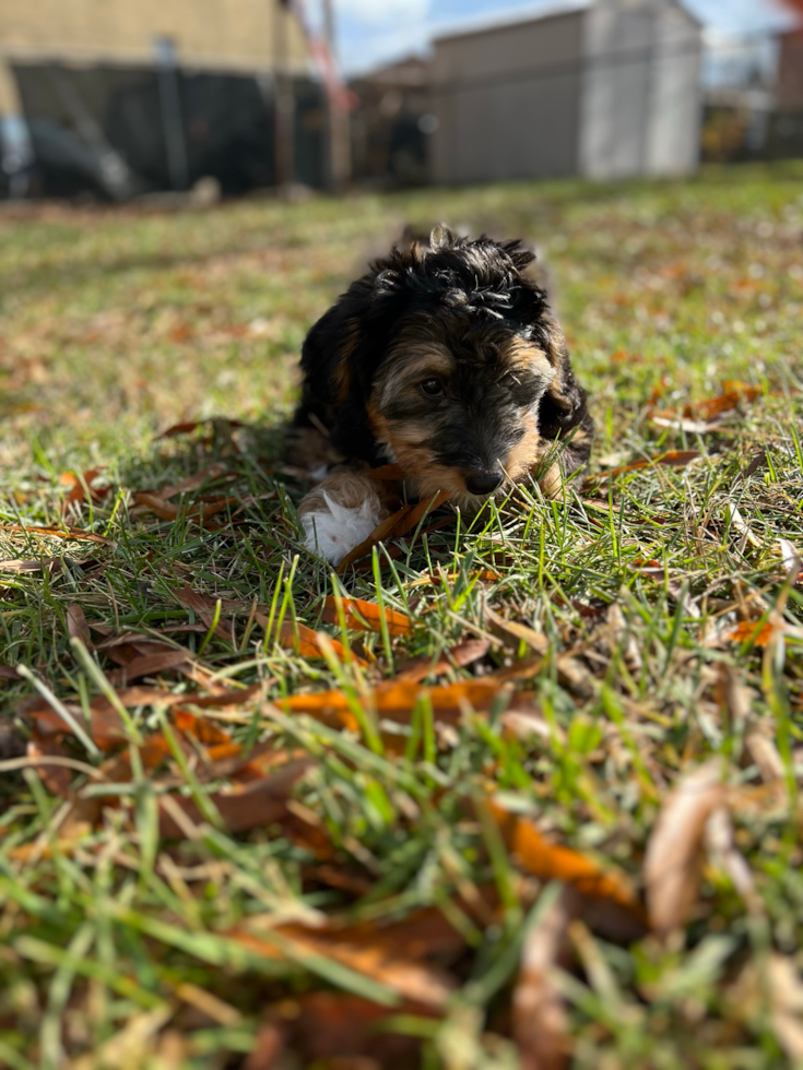 Happy Mini Bernedoodle Pup in