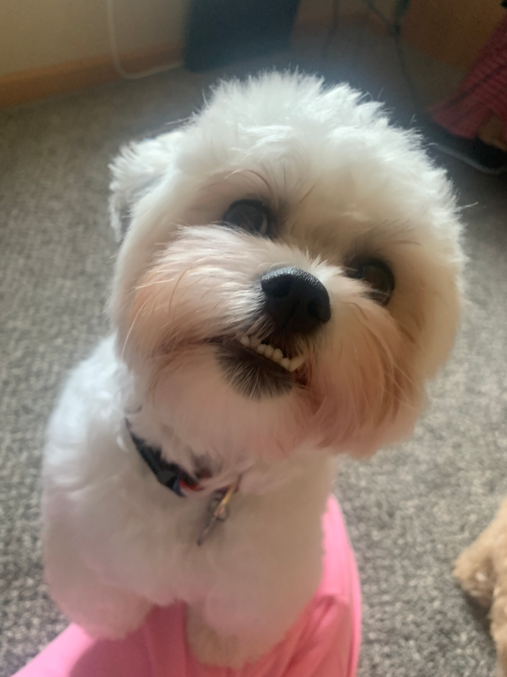 Happy Teddy Bear Pup