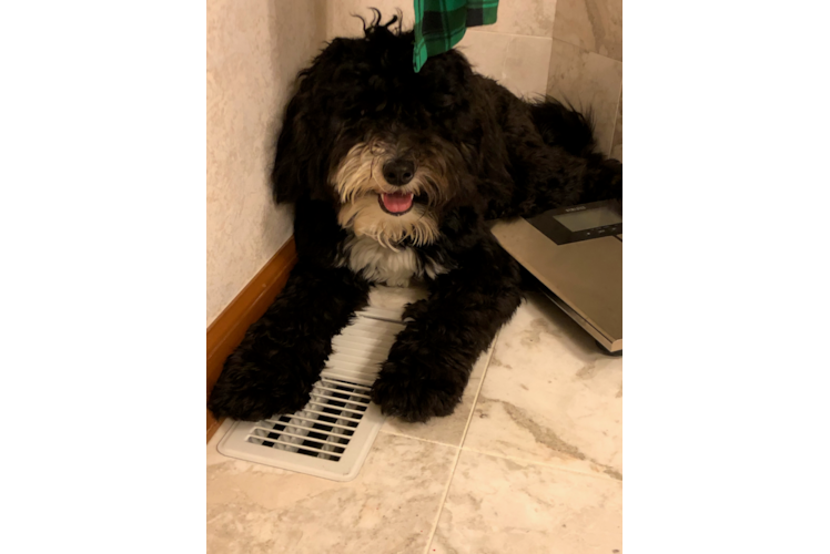 Small Mini Sheepadoodle Baby