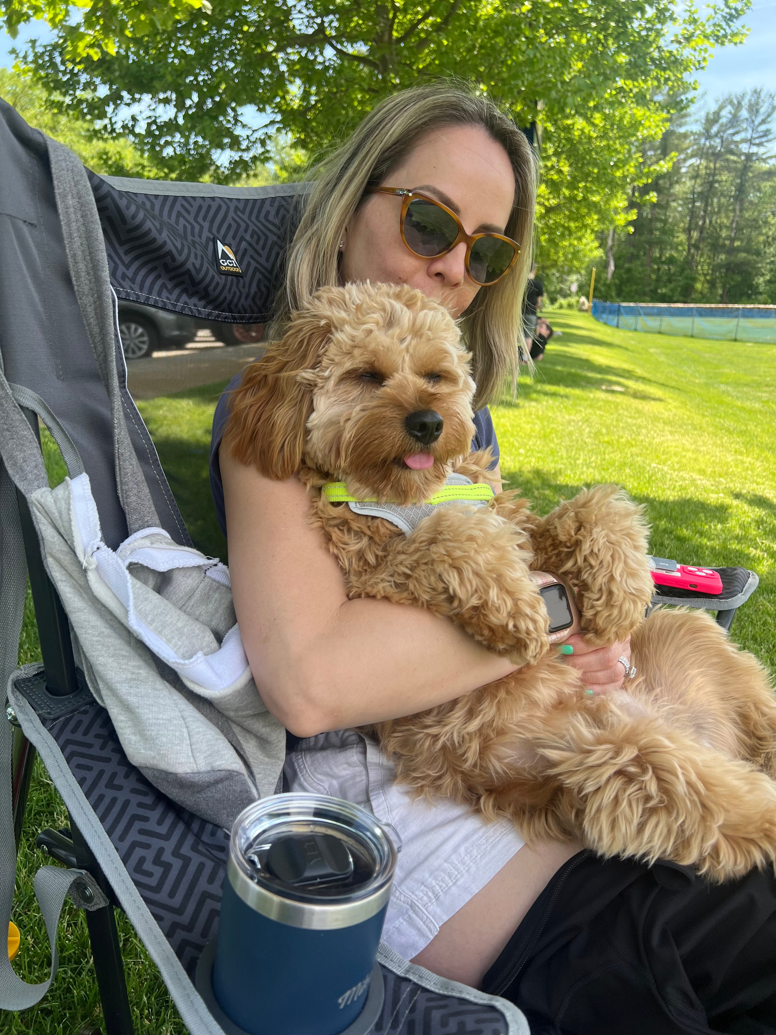 Petite Cavapoo Poodle Mix Pup