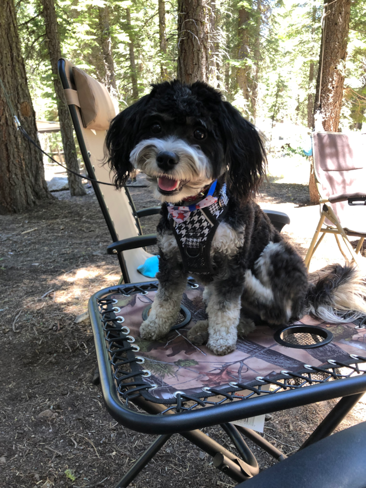 Aussiechon Being Cute