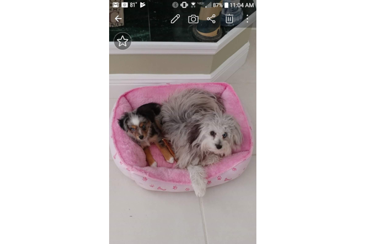 Funny Mini Aussiedoodle Poodle Mix Pup