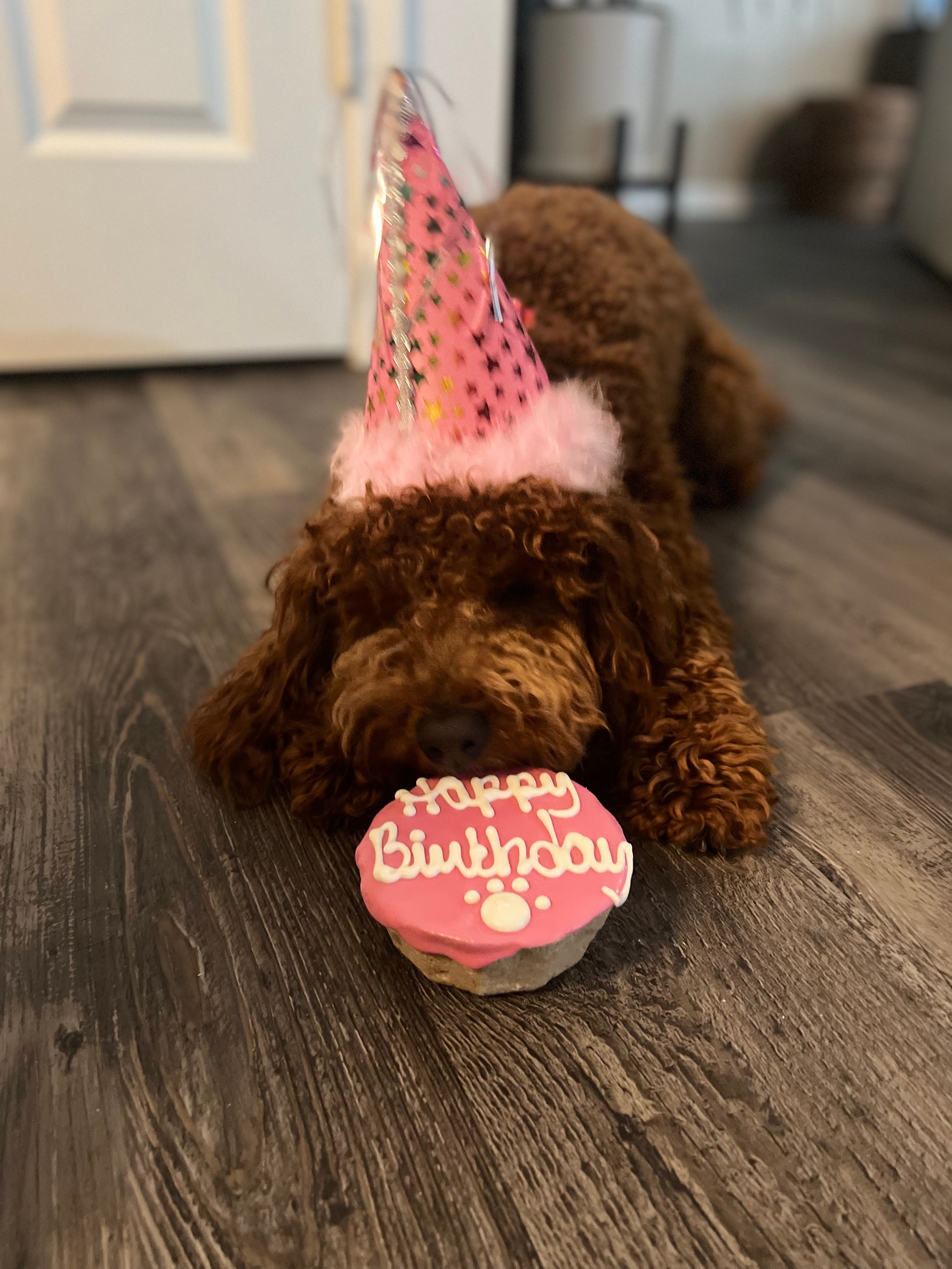 Best Mini Goldendoodle Baby