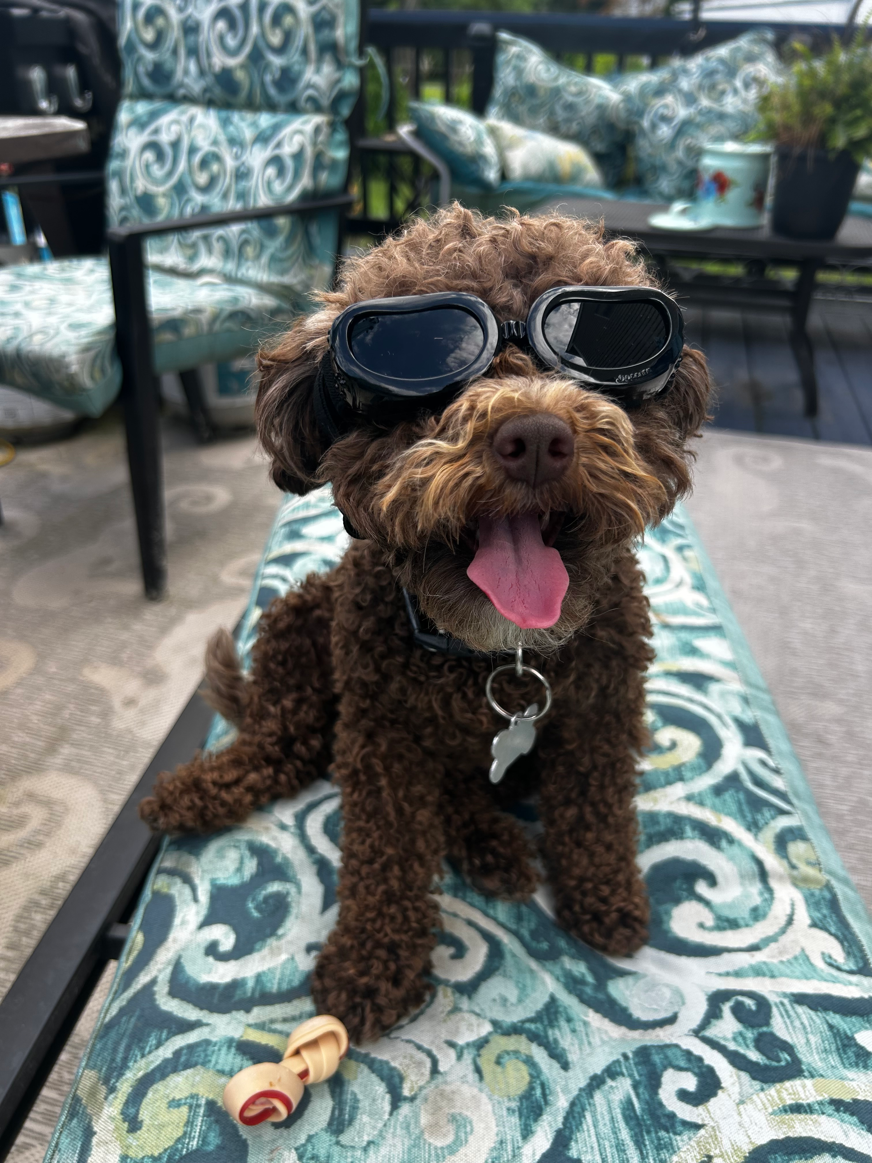 Mini Portidoodle Puppy for Adoption