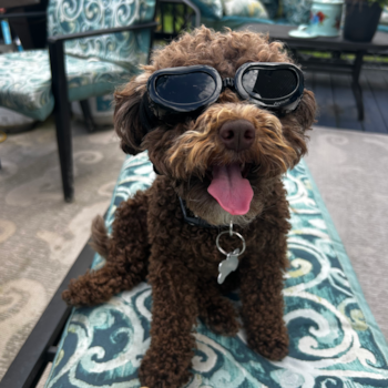 Playful Portuguese Water Dog Poodle Mix Pup