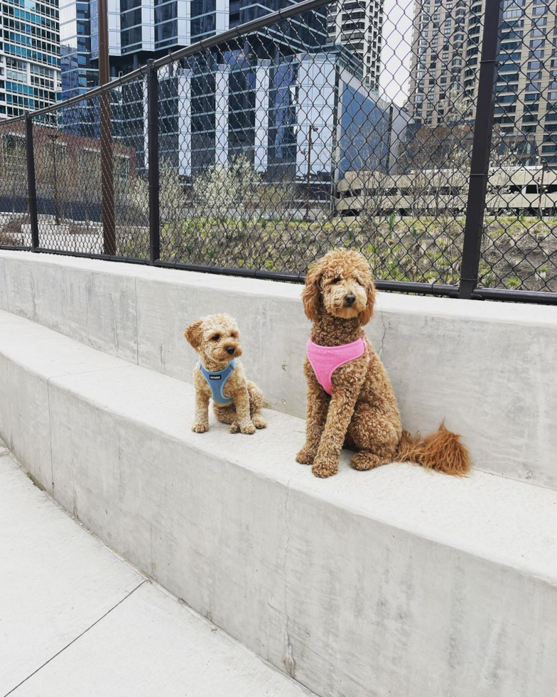 Friendly Cavapoo Pup