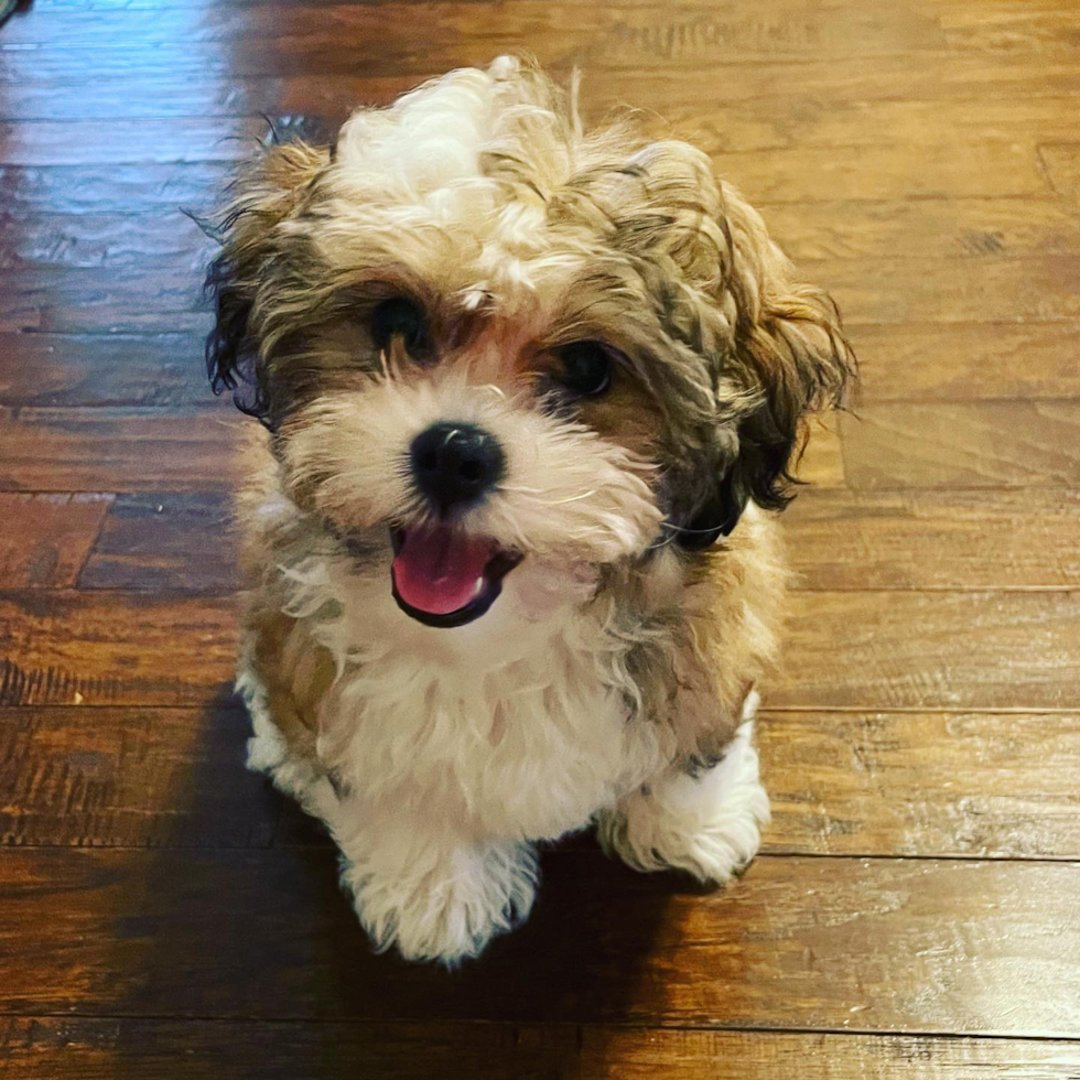 Teddy Bear Being Cute