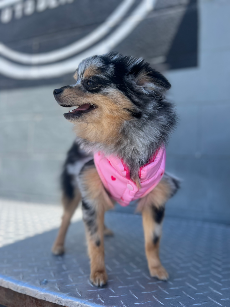 Hypoallergenic Pomeranian Pup
