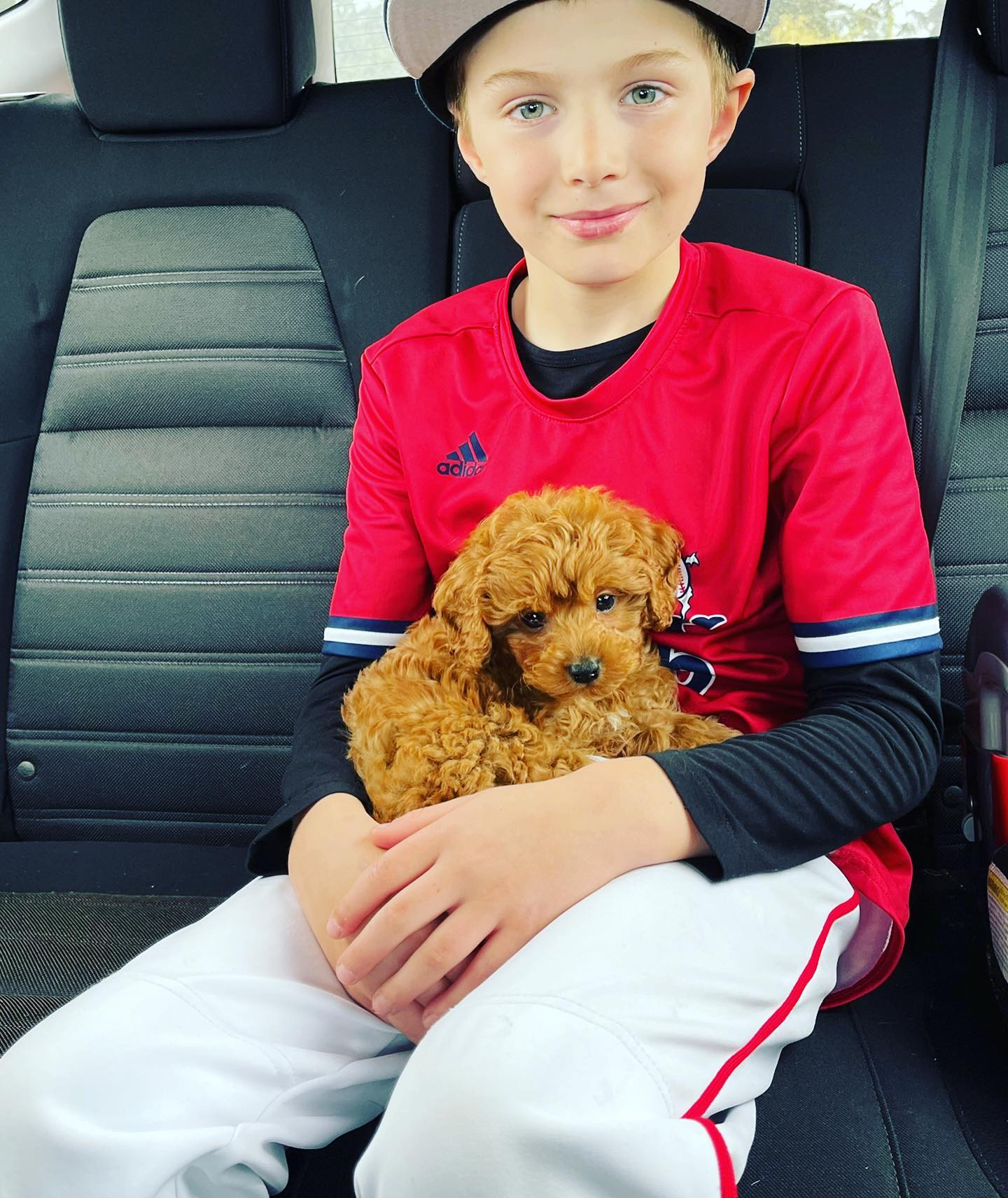 Cute Cavapoo Baby