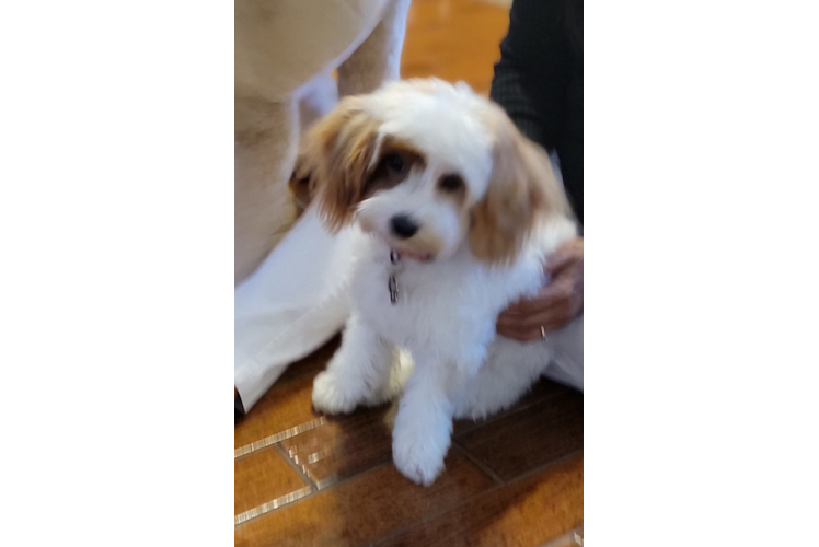 Popular Mini Goldendoodle Poodle Mix Pup