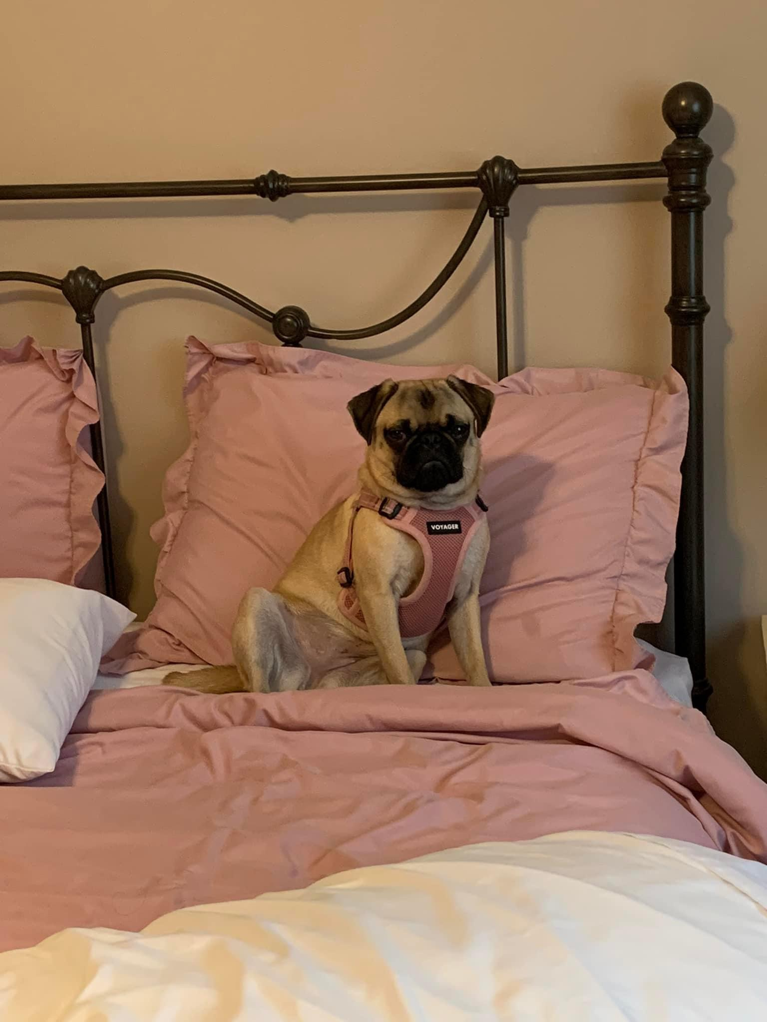Pug Puppy for Adoption