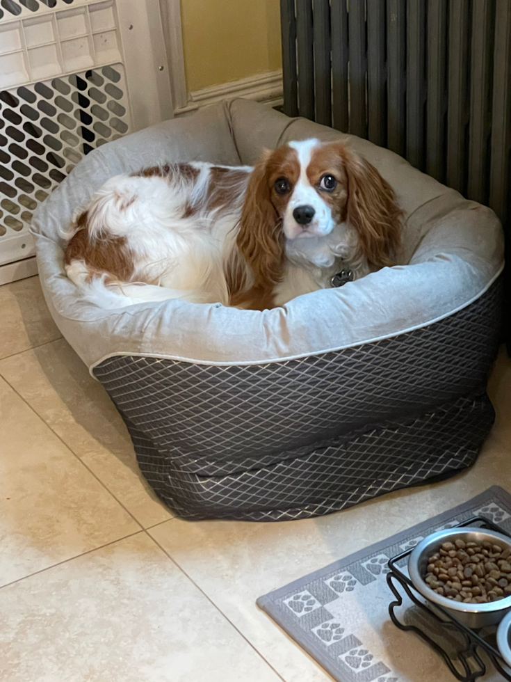 Akc Registered Cavalier King Charles Spaniel Pup