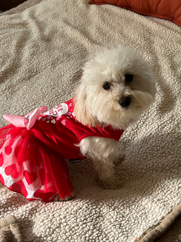 Adorable Maltepoo Poodle Mix Pup
