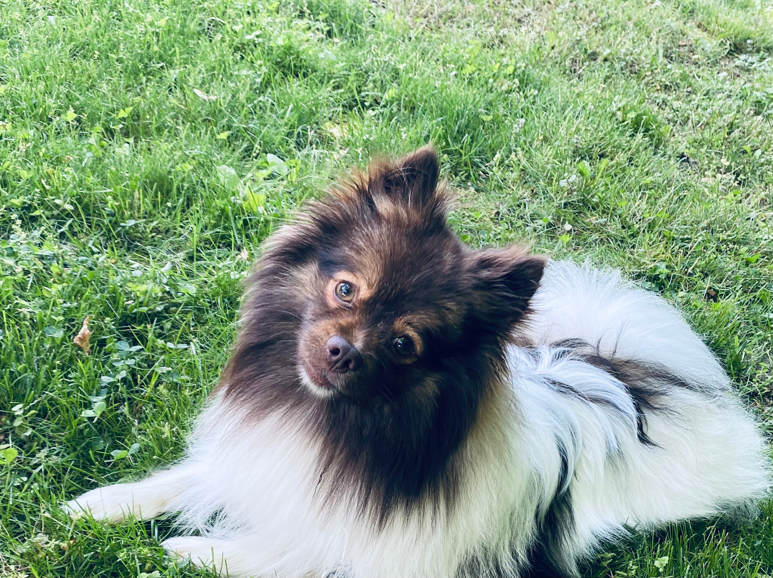 Little Pomeranian Purebred Pup
