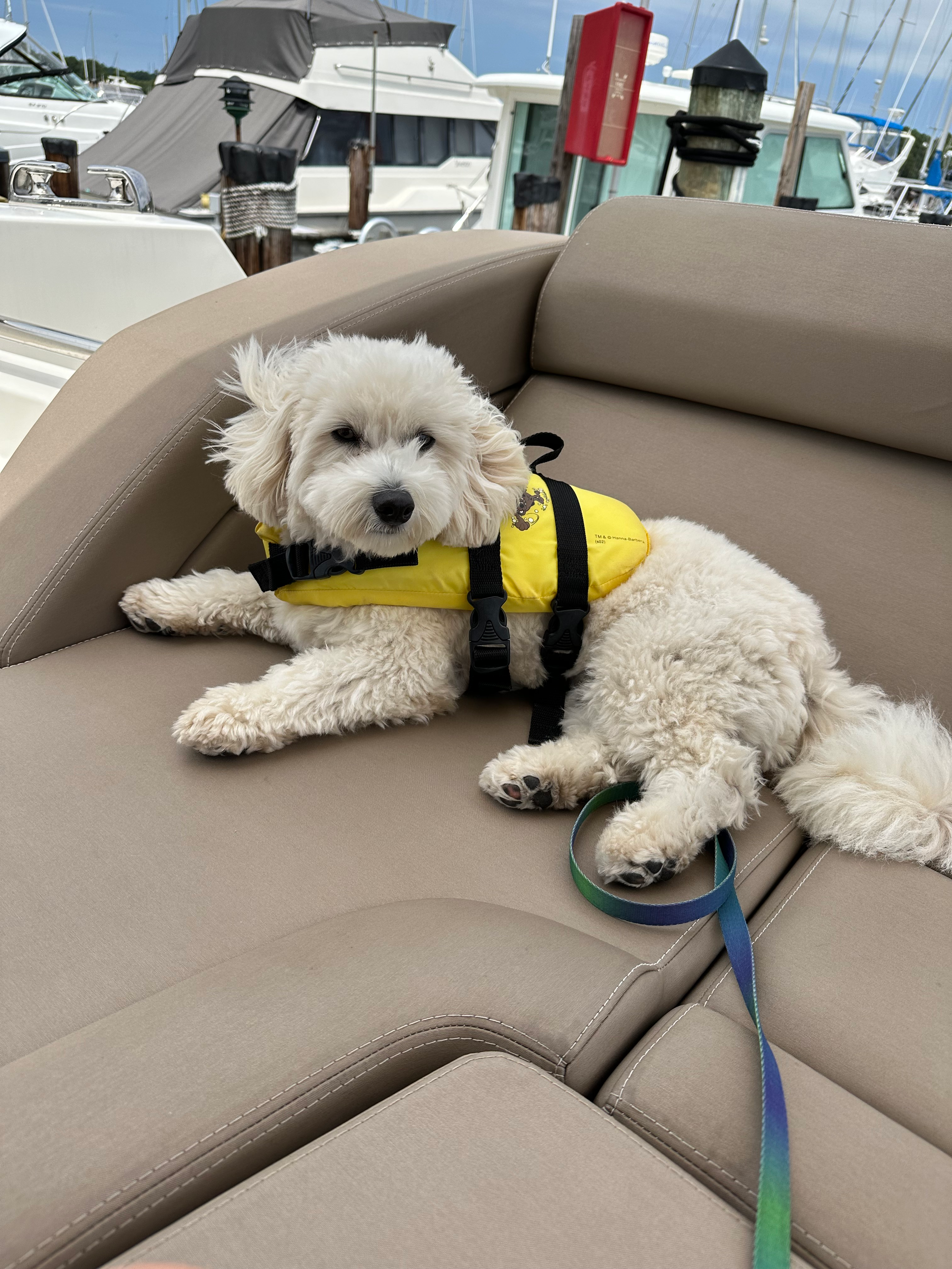 Havapoo Puppy for Adoption