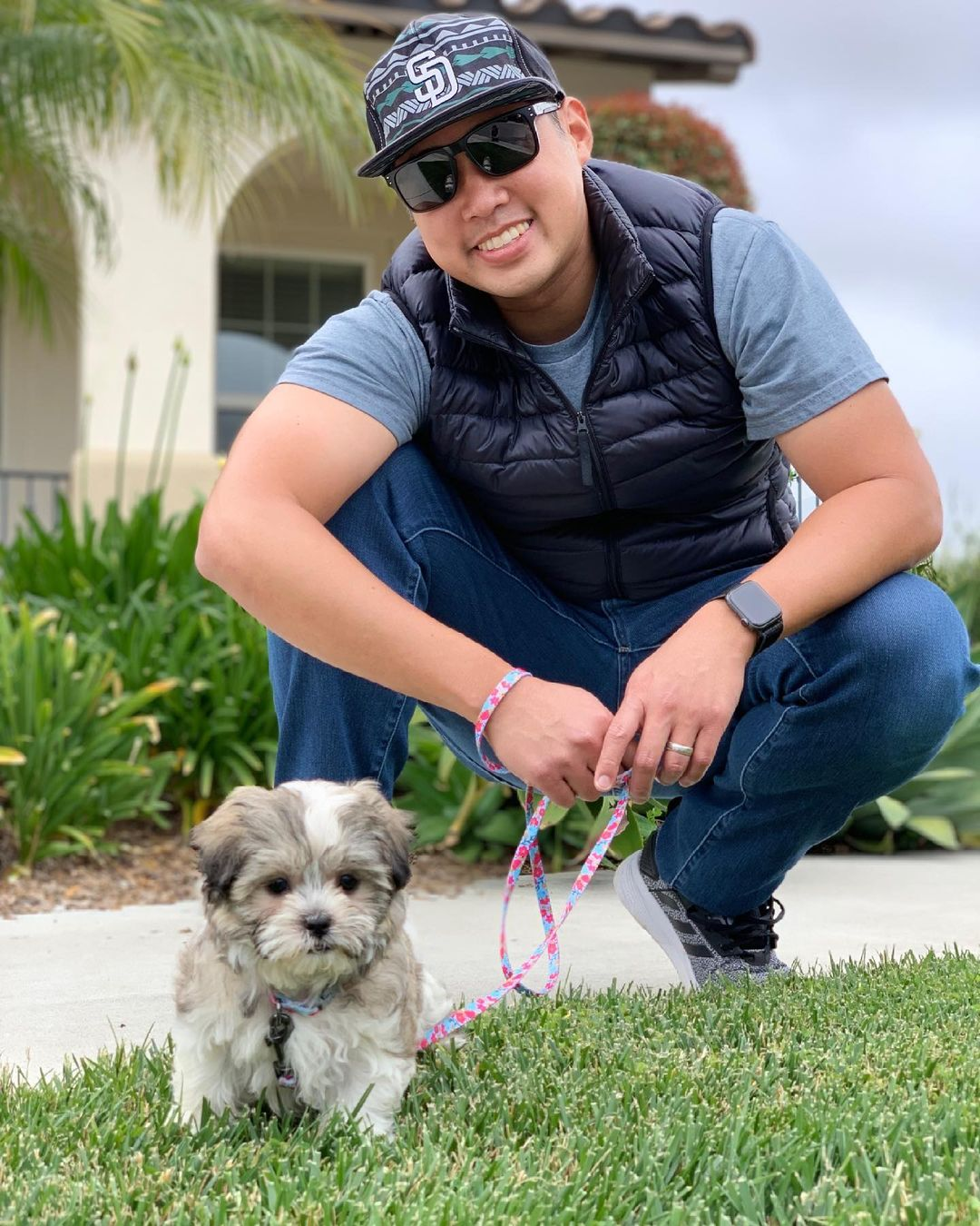 Teddy Bear Puppy for Adoption