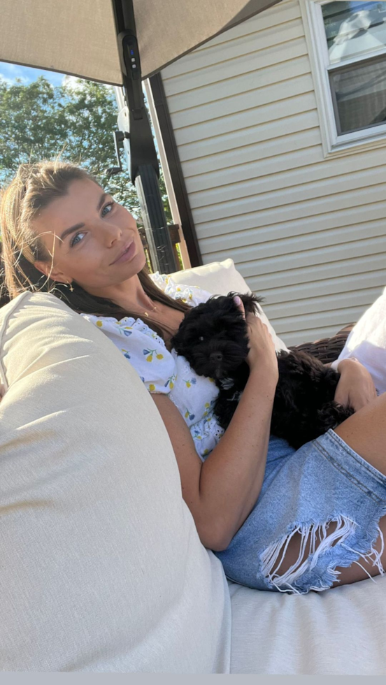 Happy Cockapoo Pup in Elmwood Park IL