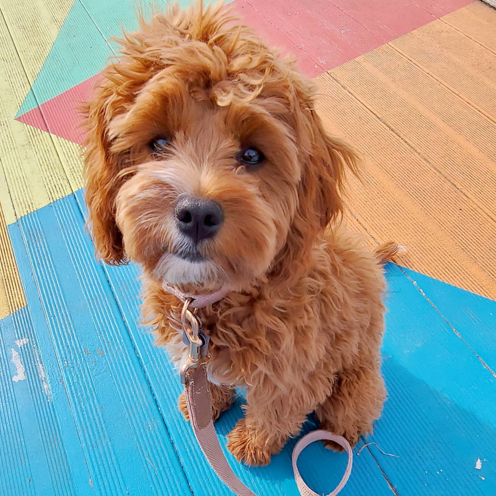 Sweet Cavapoo Pup in Saint Louis MO