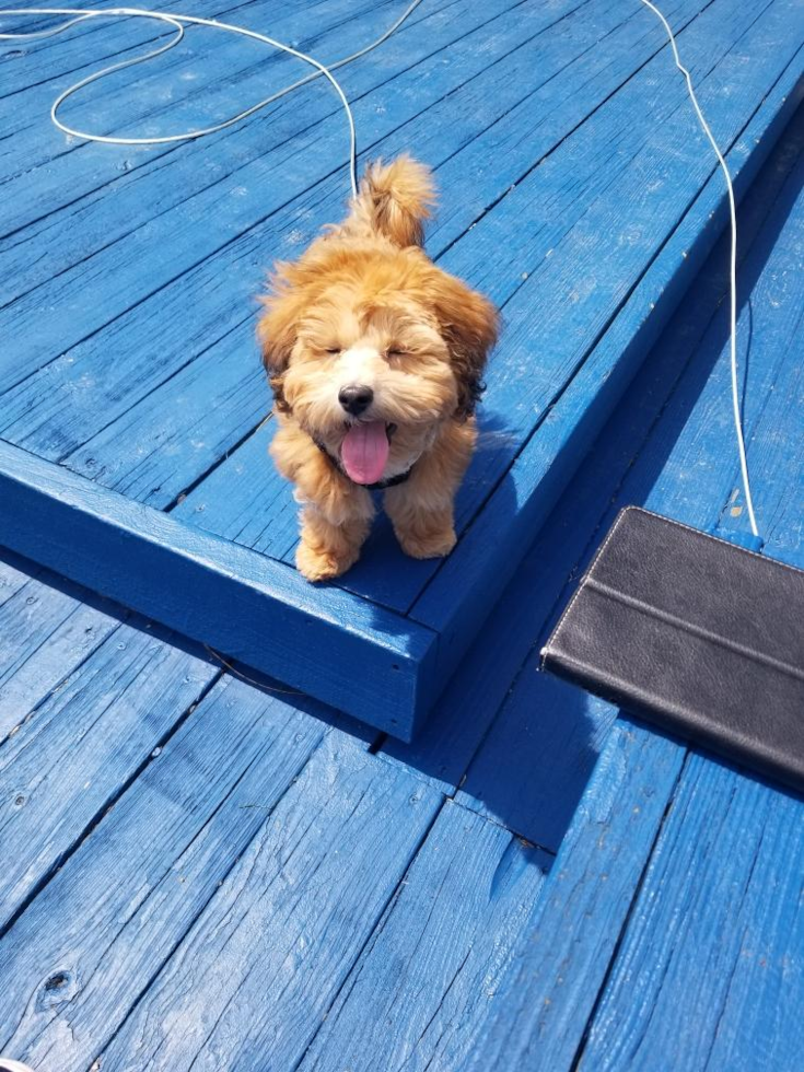 Energetic Maltepoo Poodle Mix Pup