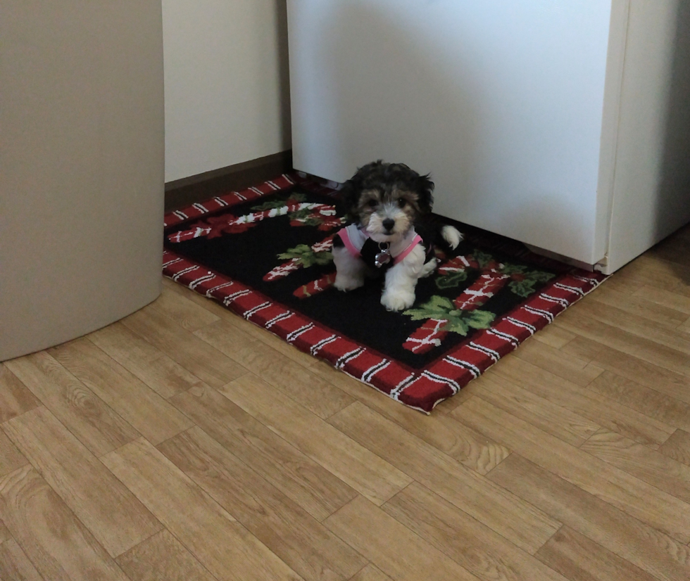 Havanese Being Cute