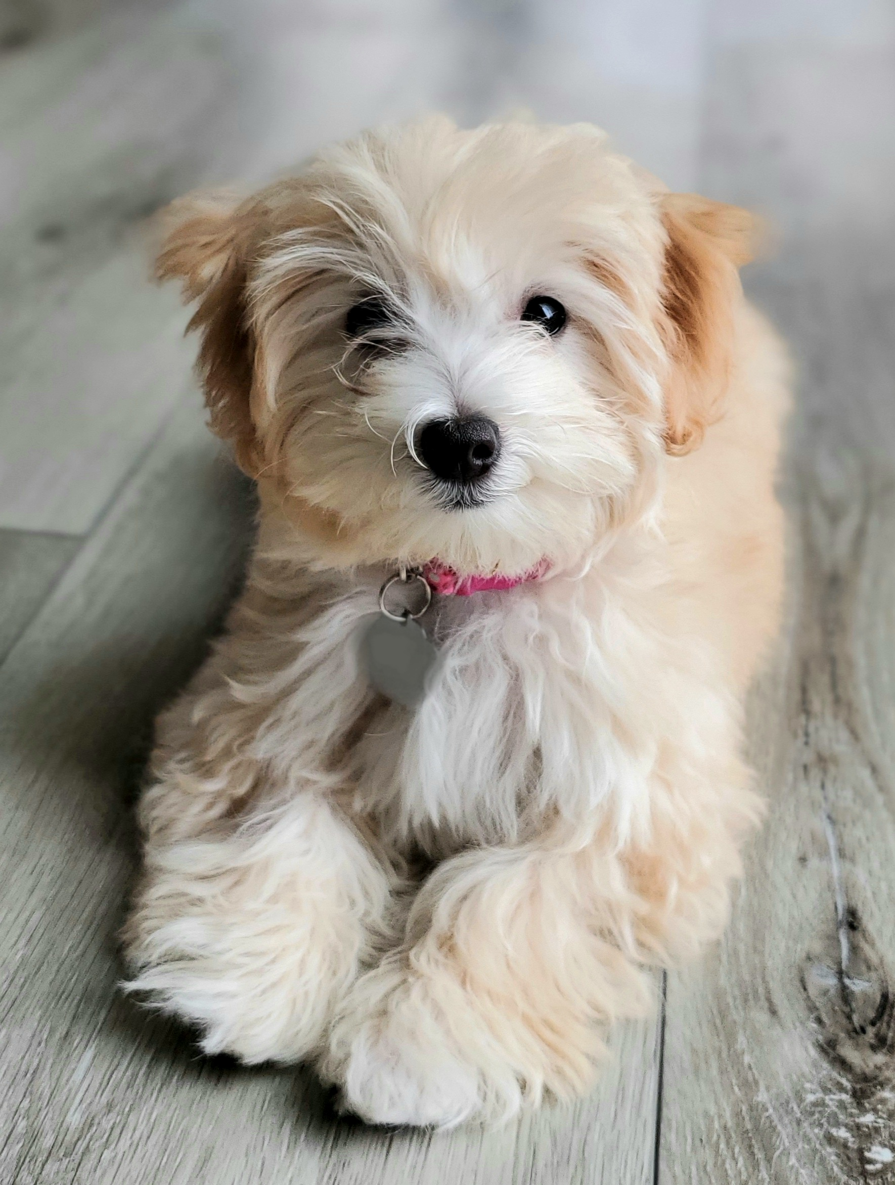 Best Maltipoo Baby