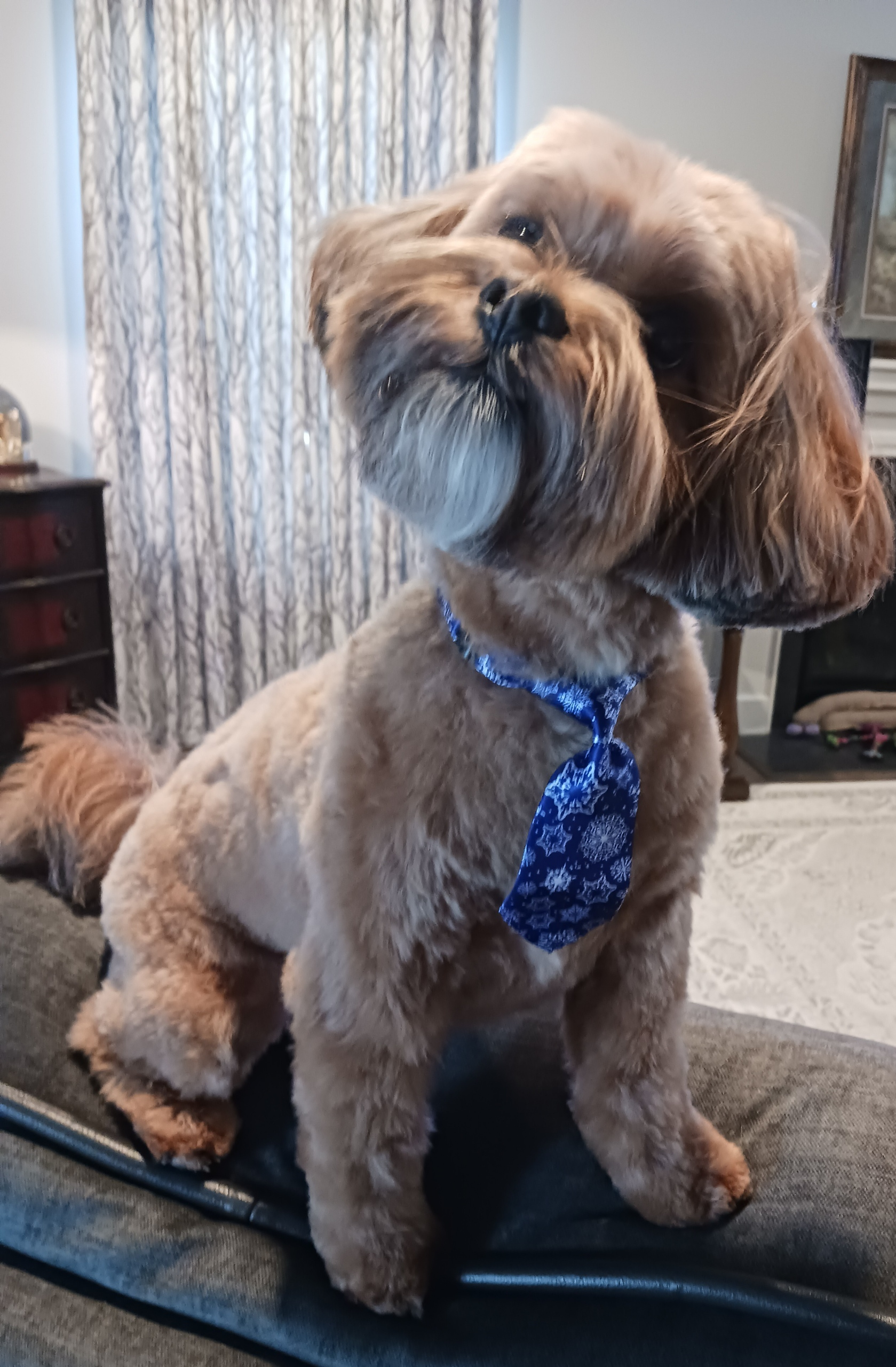 Hypoallergenic Shihpoo Poodle Mix Puppy