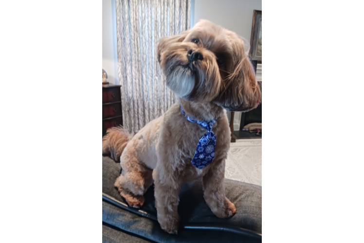 Hypoallergenic Shihpoo Poodle Mix Puppy