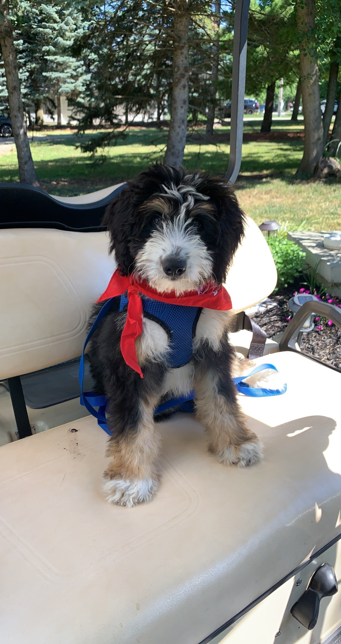 Popular Mini Bernedoodle Poodle Mix Pup