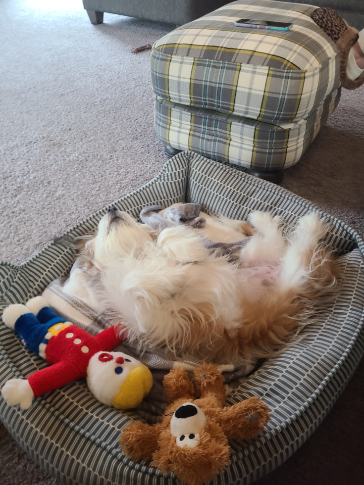 Playful Aussie Bichon Designer Pup