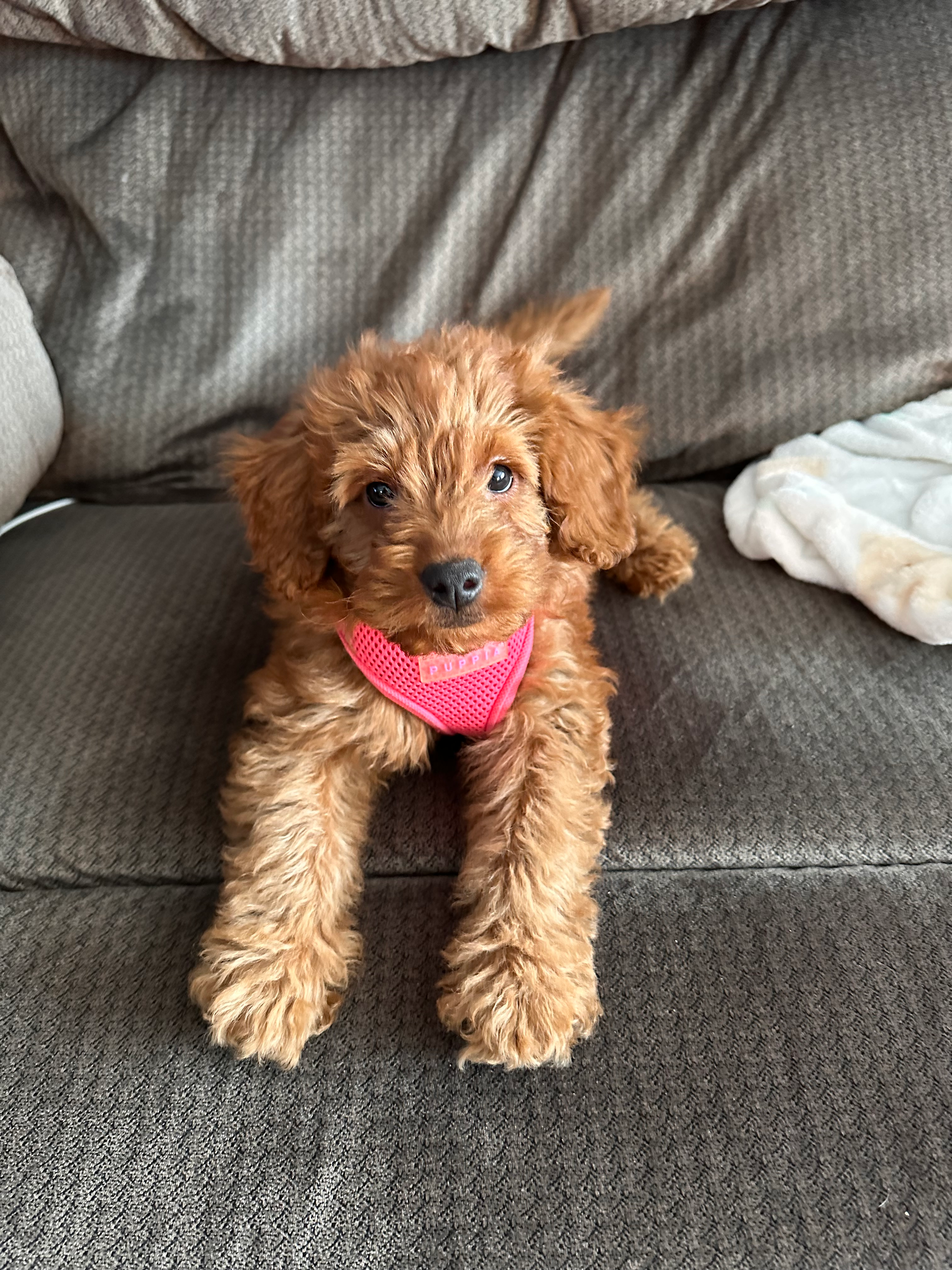 Petite Mini Goldendoodle Poodle Mix Pup