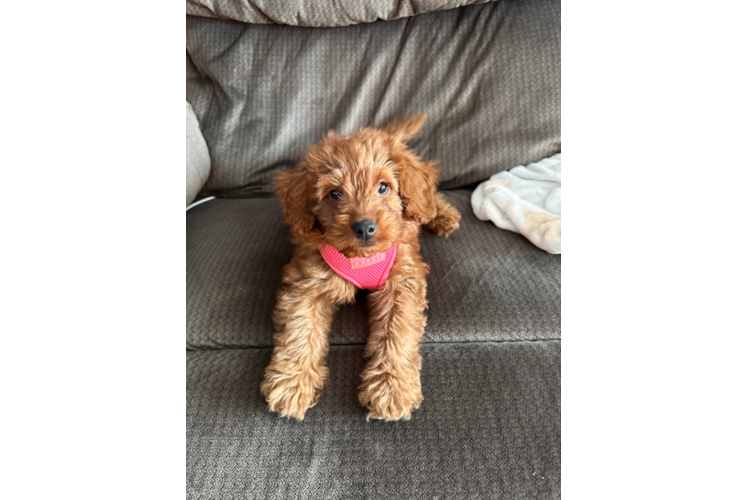 Petite Mini Goldendoodle Poodle Mix Pup