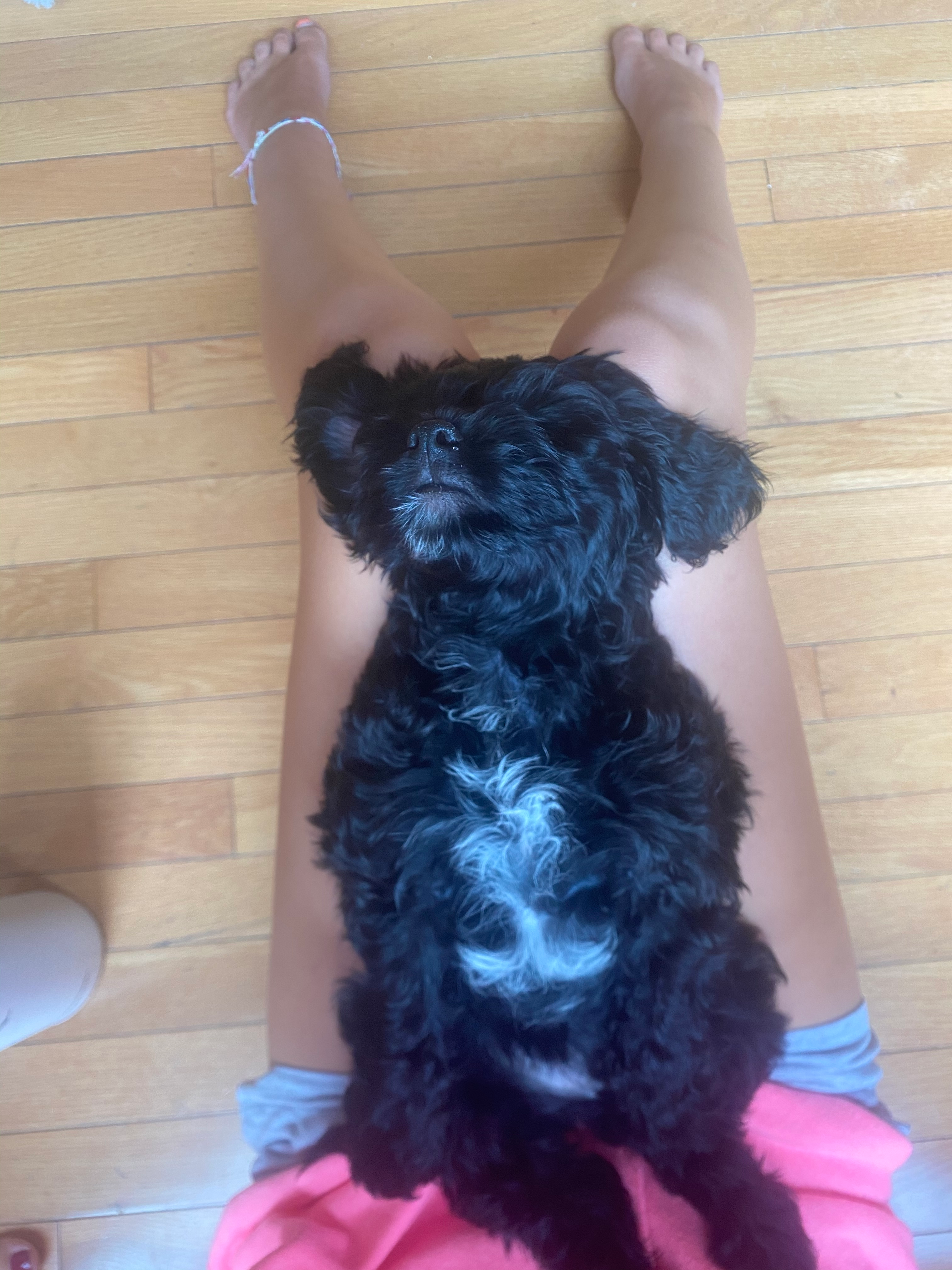 Happy Cavapoo Baby