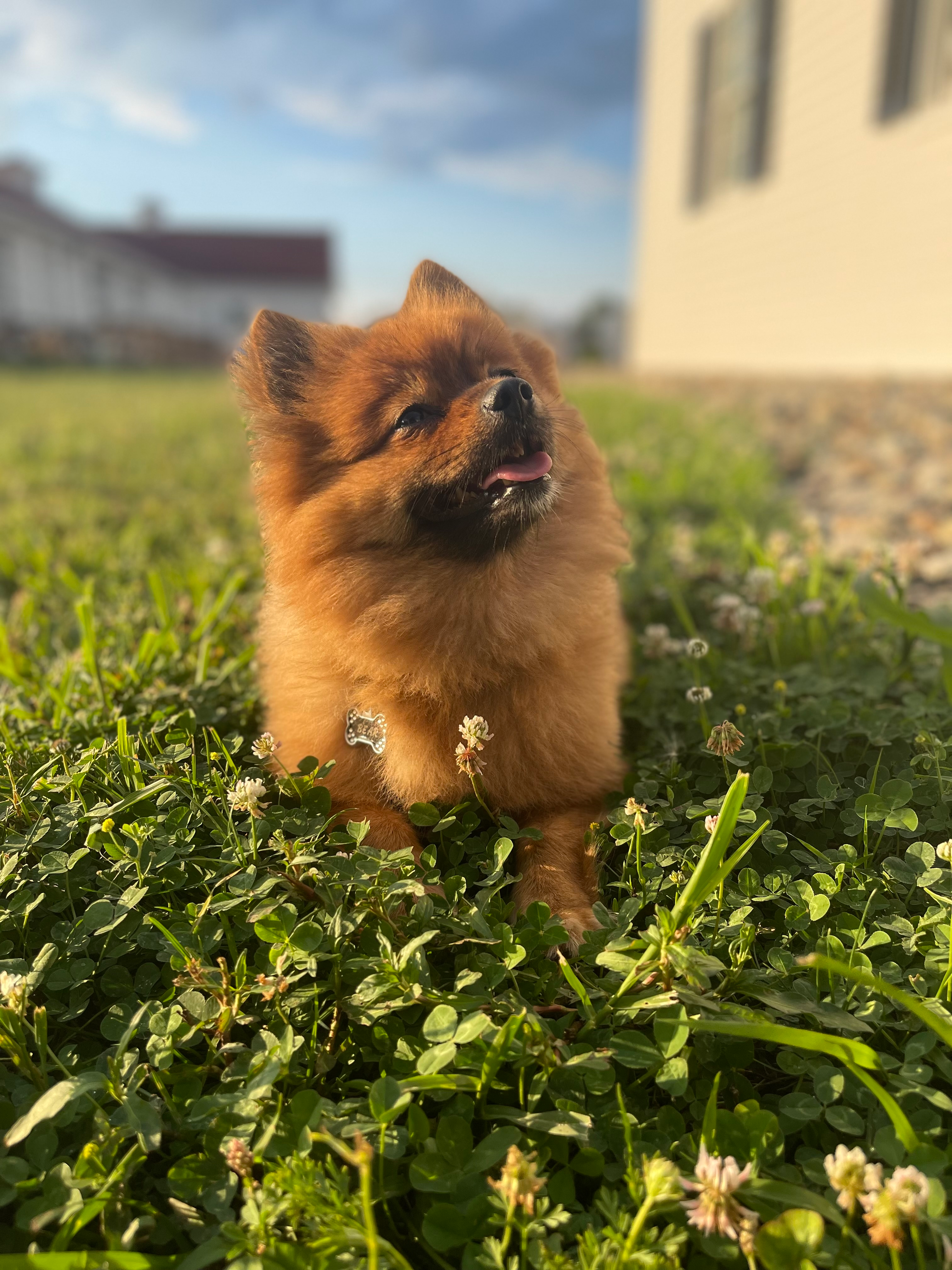 Pomeranian Pup Being Cute