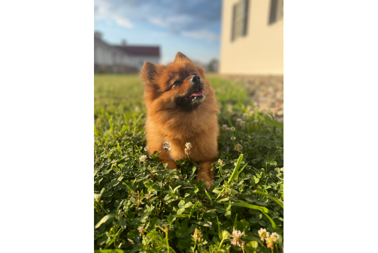 Pomeranian Pup Being Cute