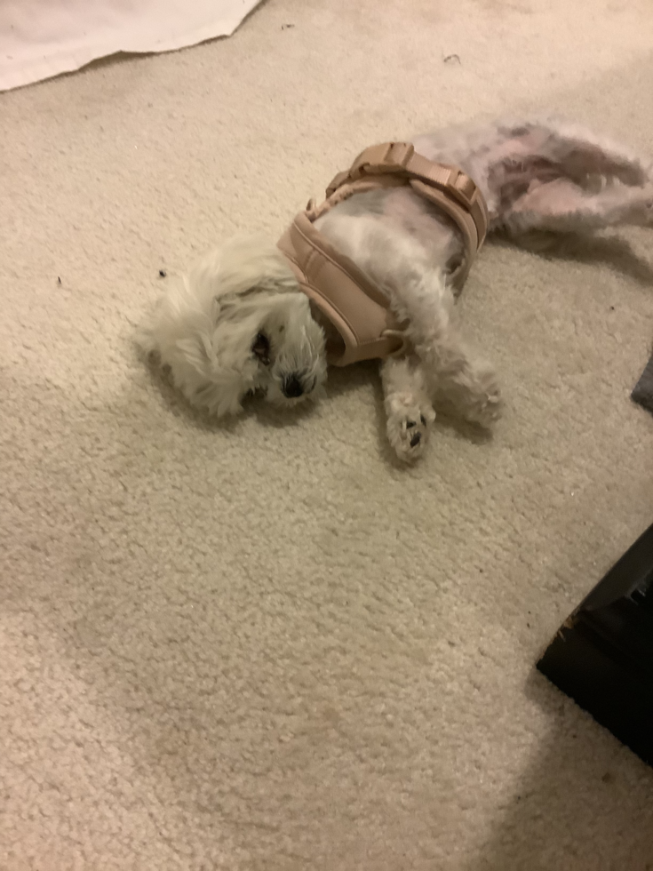 Adorable Shi Chon Designer Pup