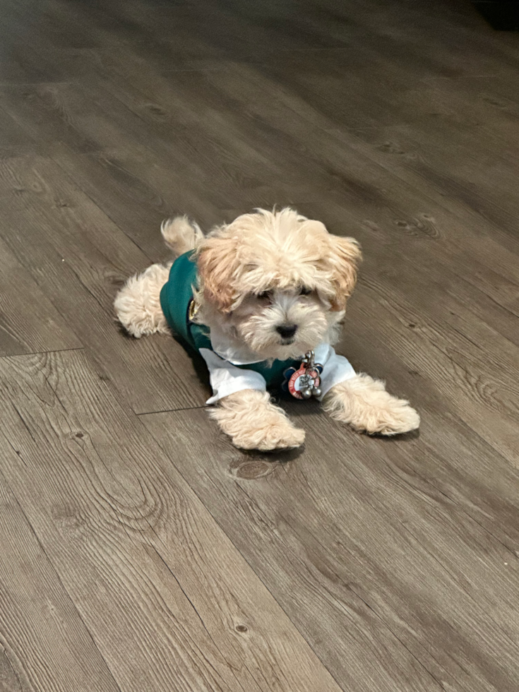 Maltipoo Pup