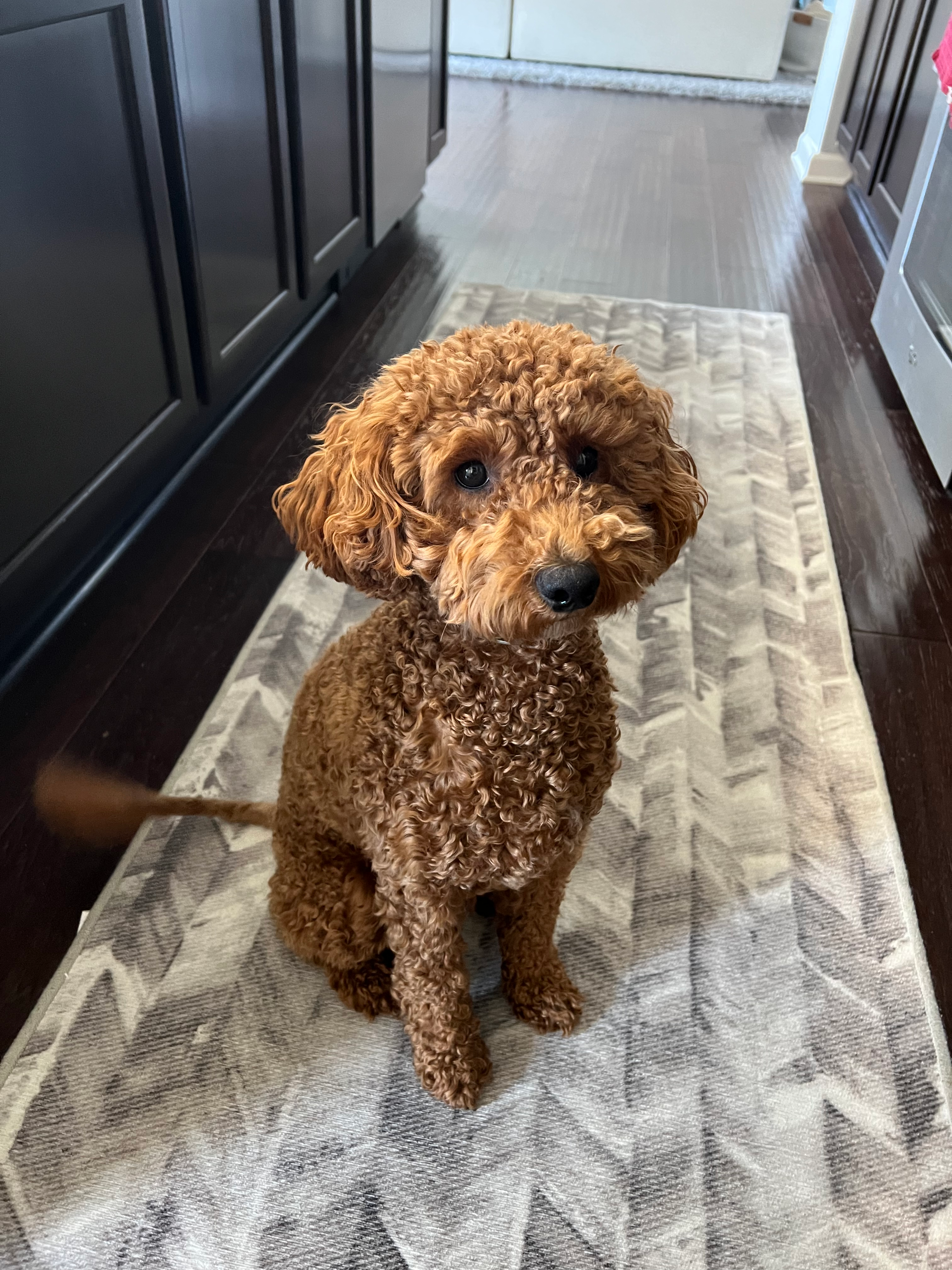 Adorable Golden Retriever Poodle Mix Puppy