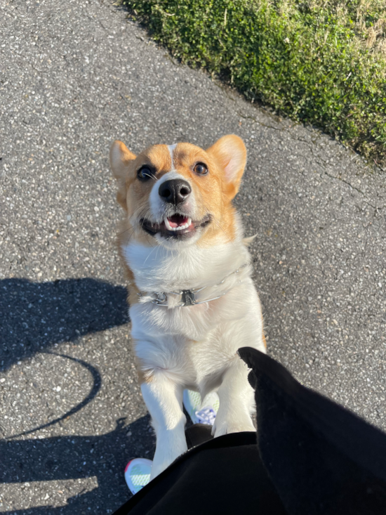 Pembroke Welsh Corgi