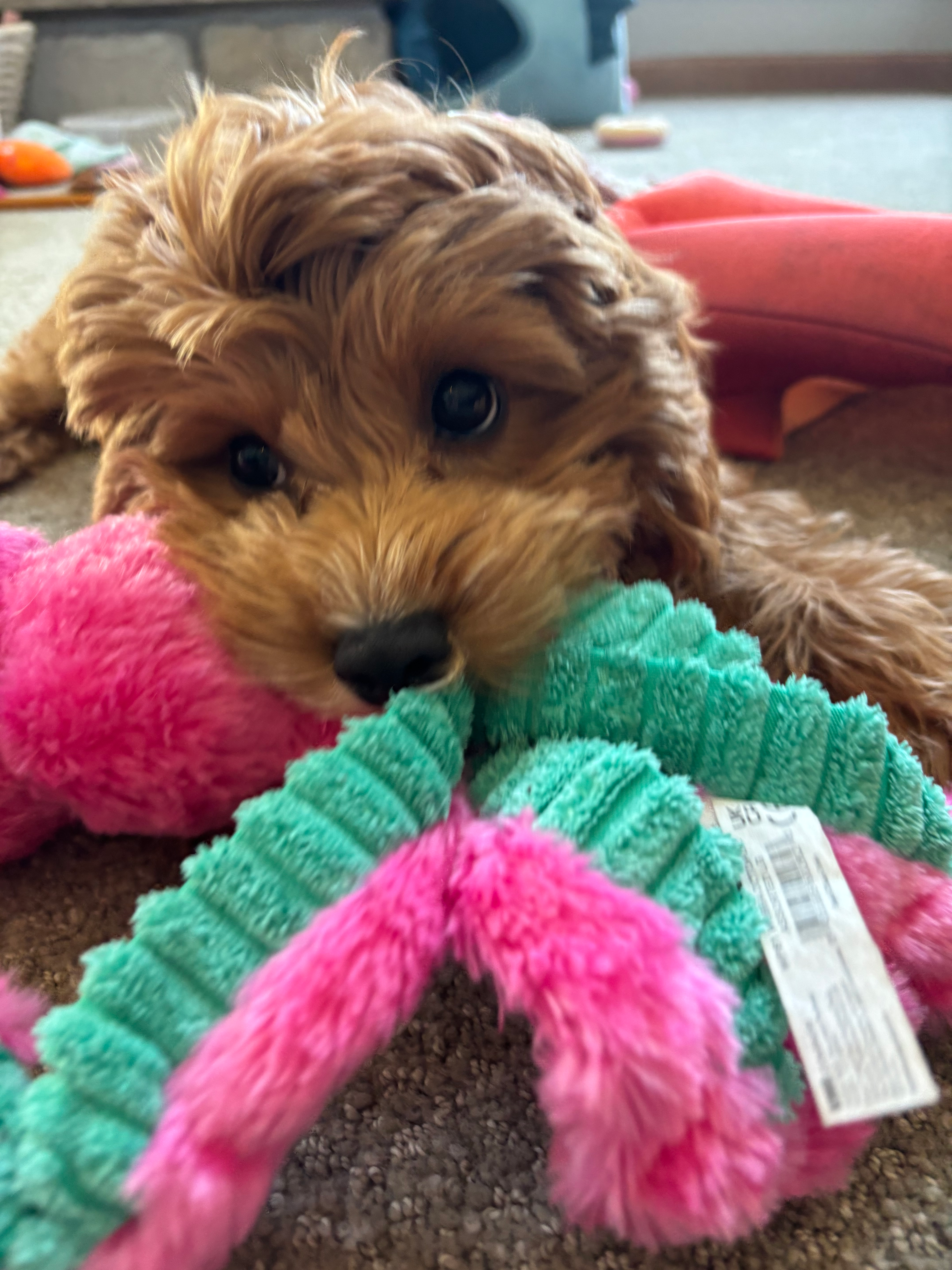 Happy Cavapoo Baby