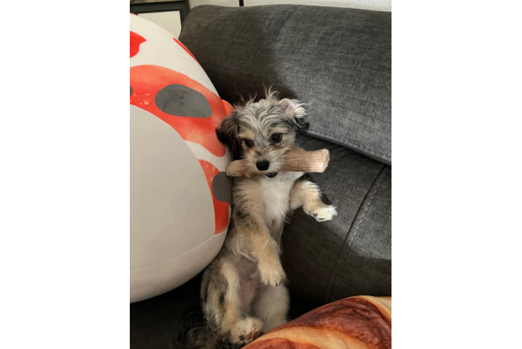 Best Aussiechon Baby