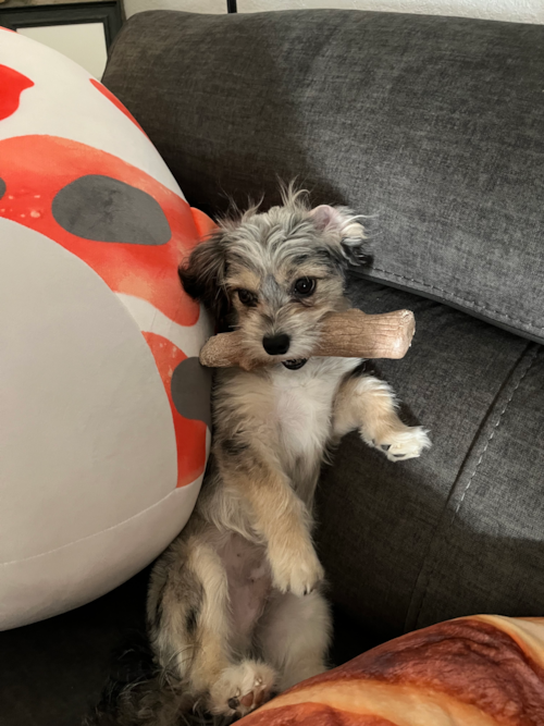 Cute Aussiechon Pup in