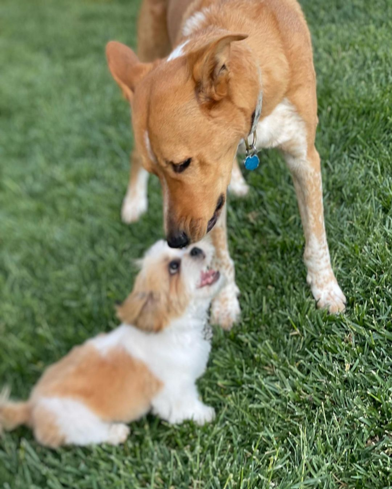 Van Nuys Shih Tzu Pup