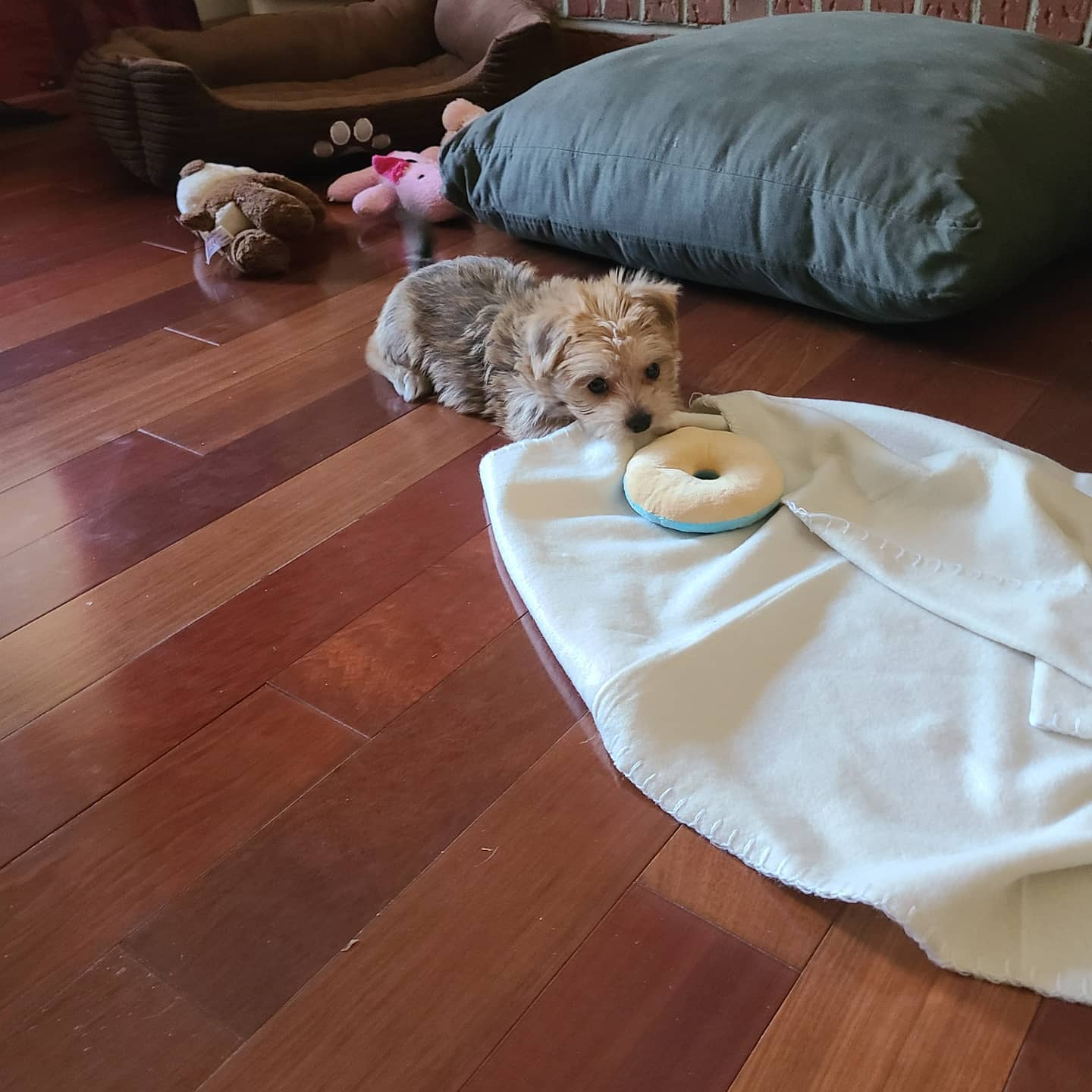 Morkie Pup Being Cute