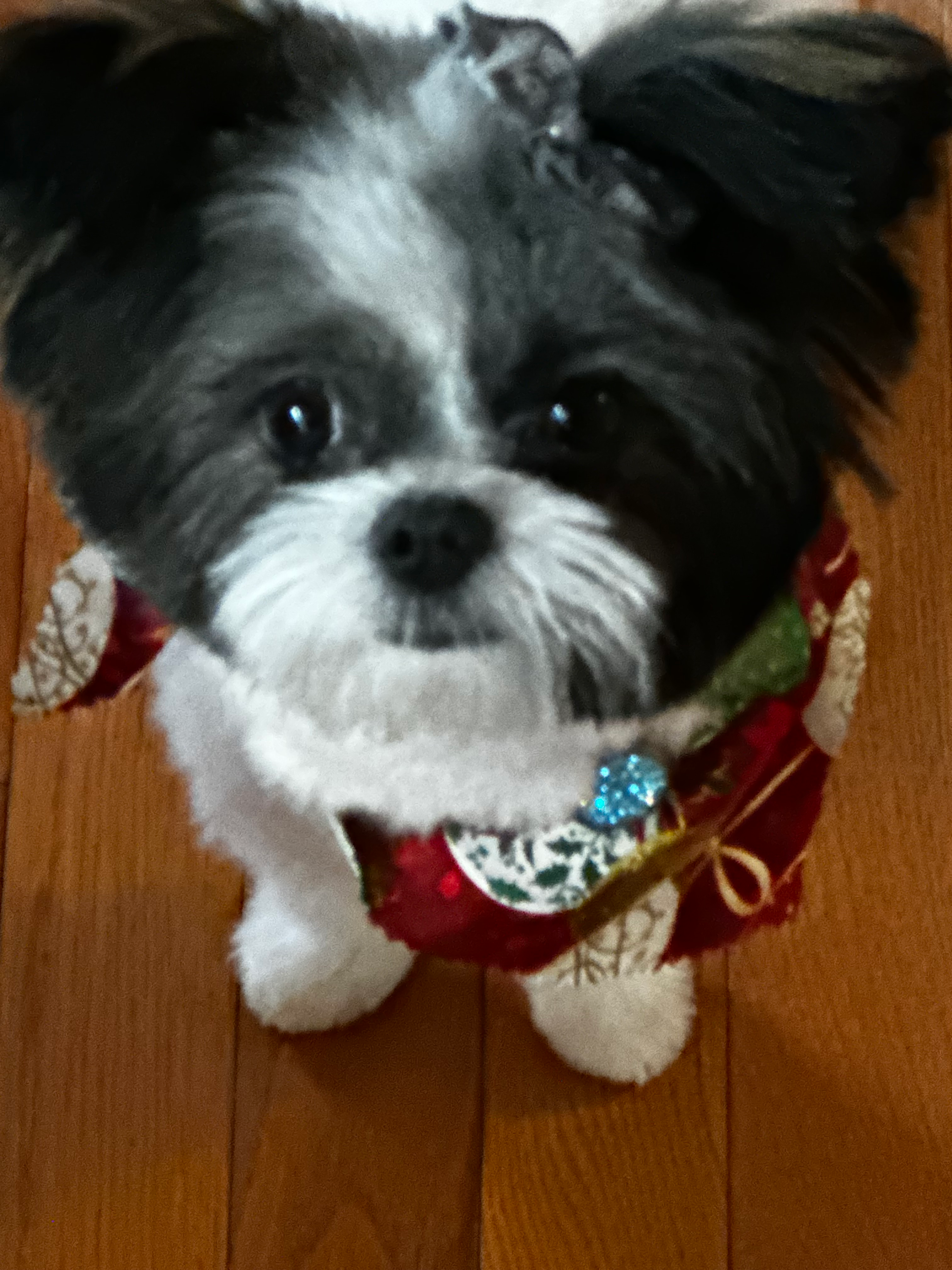 Shih Pom Puppy for Adoption
