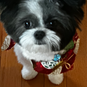 Shih Pom Being Cute