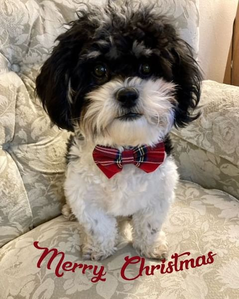 Teddy Bear Being Cute